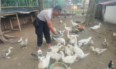 Polsek Pebayuran Bersama Warga Melakukan Budidaya Entok dan Menyiapkan Lahan Untuk Berkebun Dalam Mendukung Ketahanan Pangan Nasional