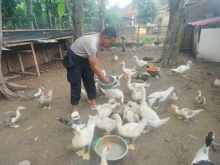 Polsek Pebayuran Bersama Warga Melakukan Budidaya Entok dan Menyiapkan Lahan Untuk Berkebun Dalam Mendukung Ketahanan Pangan Nasional
