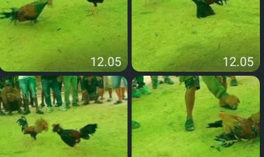 Warga Desa Purun Besar Keluhkan Sabung Ayam Ilegal Aparat Diduga Tutup Mata