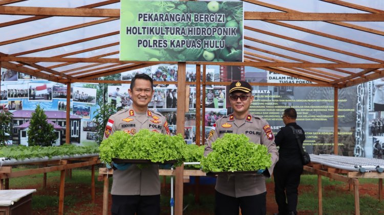 Kapolres Kapuas Hulu Panen Sayuran Hortikultura di Perkarangan Bergizi.