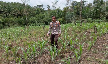 Bintara penggerak Polsek Mempawah Hulu Lakukan Pengecekan Tanaman Jagung Di Lahan Produktif