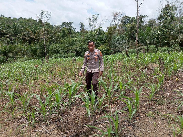 Bintara penggerak Polsek Mempawah Hulu Lakukan Pengecekan Tanaman Jagung Di Lahan Produktif