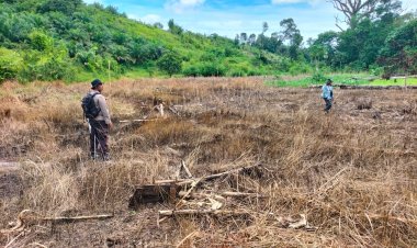 Sukseskan Ketahanan Pangan Polsek Air Besar Lakukan Perluasan Lahan Tanaman Jagung Hibrida