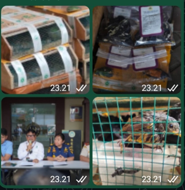 Dramatis! BKHIT Kalbar Gagalkan Penyelundupan 173 Burung Langka Disembunyikan di Dalam Kapal