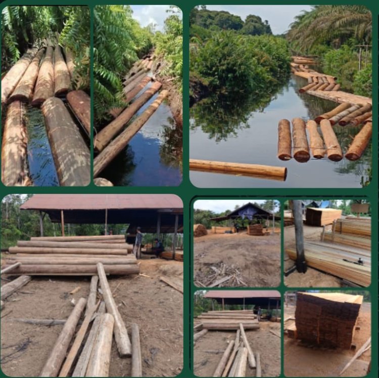 Somel Kayu Ilegal Diduga Beroperasi Bebas di Kubu Raya, Kayu dari Hutan Lindung Ditemukan di Lokasi