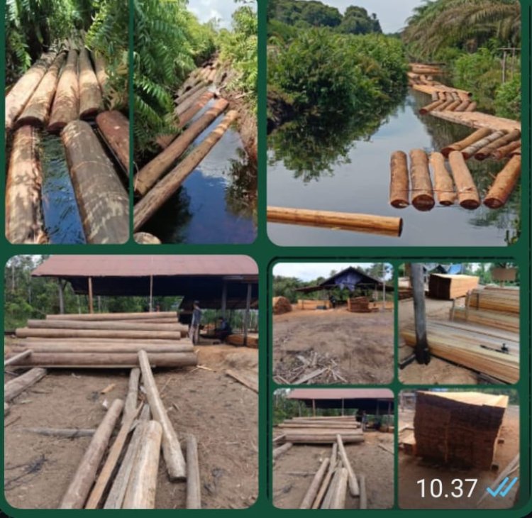 "Genosida Hijau di Kalimantan: Hutan Dibantai, Hukum Bungkam"