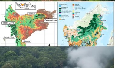 Rp1 Triliun untuk Hutan Kalbar, Masyarakat Adat Hanya Kebagian Rp26 Ribu?