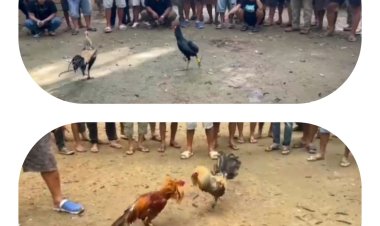 Judi Sabung Ayam Diduga Dibiarkan Bebas di Sintang, Krisis Wibawa Hukum Menguat: Kapolda Kalbar Didesak Ambil Alih