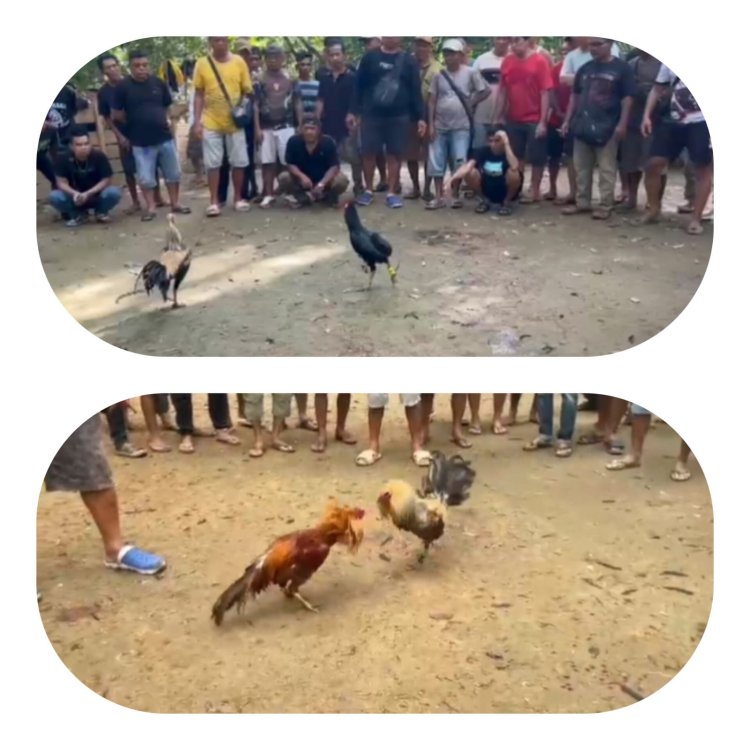 Judi Sabung Ayam Diduga Dibiarkan Bebas di Sintang, Krisis Wibawa Hukum Menguat: Kapolda Kalbar Didesak Ambil Alih