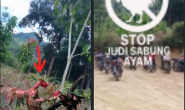 Sabung Ayam Ilegal Kembali Marak di Sekedau Semitau, Warga Desak Polda Kalbar Tindak Tegas